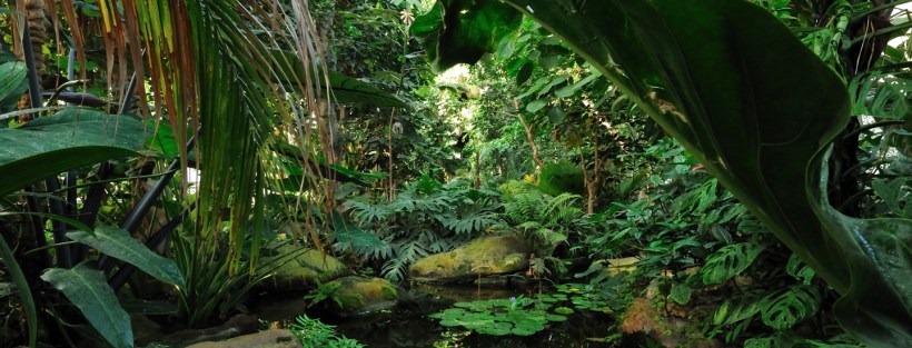 forettropicale